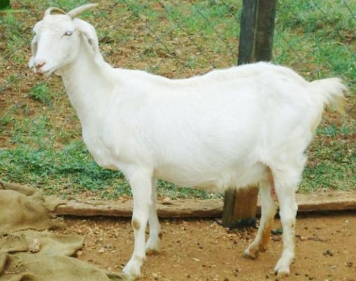 Raising-Tellicherry-Goats..jpg