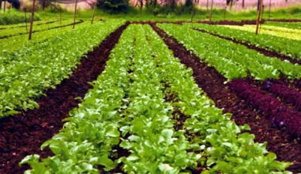 Vegetable farm business plan