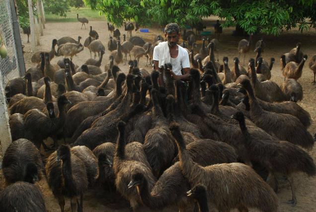 Emu Farming Profits