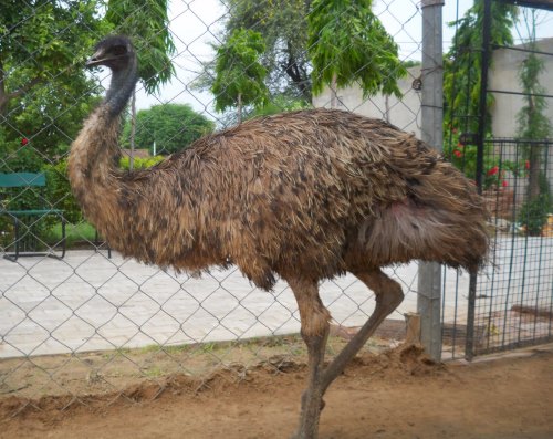 Emu Farming Profits and Case Study in India