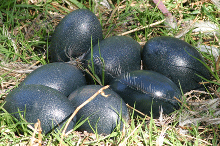 Emu eggs