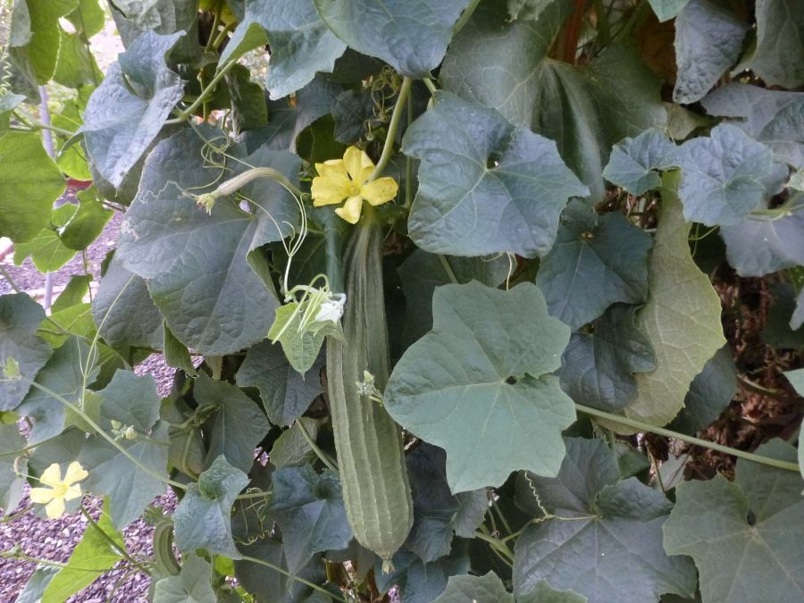 Some Facts of Luffa.
