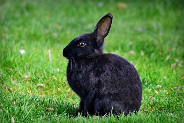 A Black Rabbit.