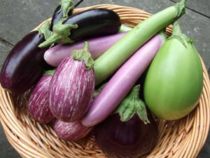 All types of Brinjal