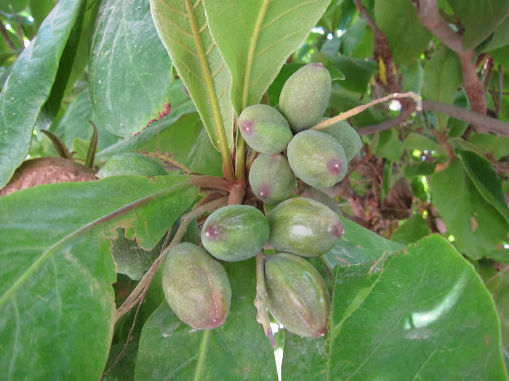 Almond farming