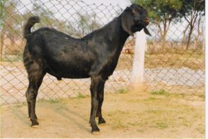 Beetal Goat -buck