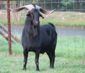 Black Bengal Goat - buck