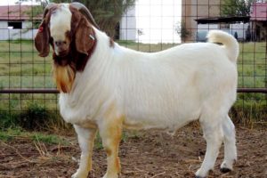 Boer - Premium meat goat