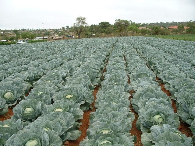 Cabbage Seeds Self Production - LEGADO