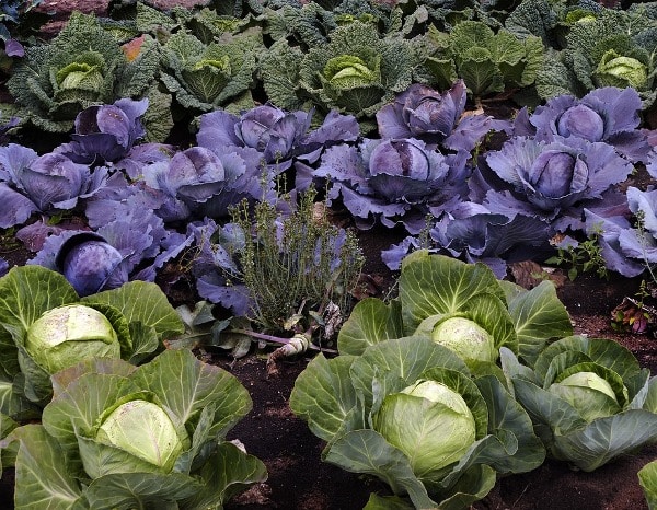 Cabbage Plantation.