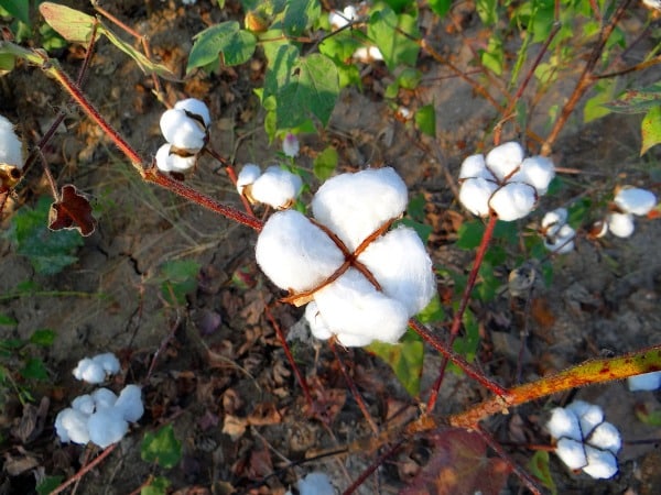 Cotton Plant.