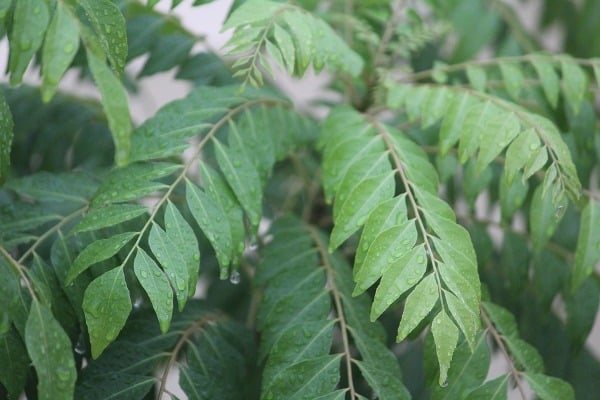 Curry leaf plant.