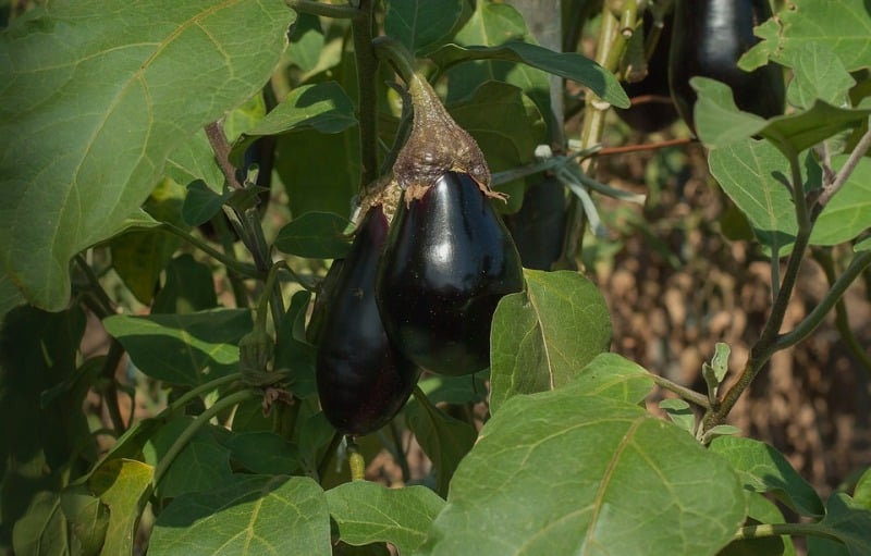 Growing Eggplants.
