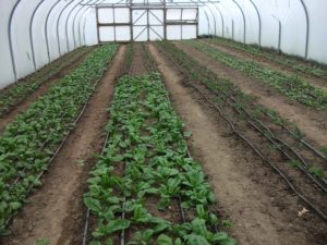 Greenhouse spinach farming