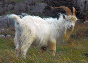 Kashmiri Goat - buck