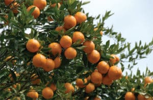 Orange Farming