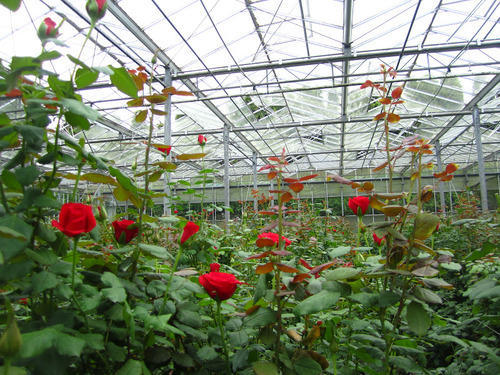 Poly House-Green House Rose cultivation