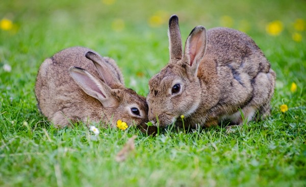 Rabbit Farming, Rearing – A Complete Project Guide