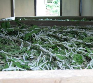 Sericulture silkworm rearing