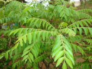 curry leaves farming