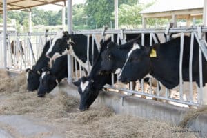 dairy farming subsidy