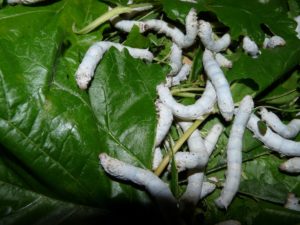 mulberry leaves as silworms feed
