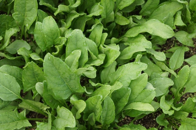 Facts of Growing Spinach.