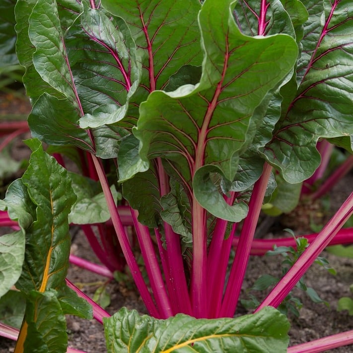 Water Requirement of Beetroot.