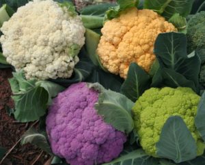 Coloured Cauliflowers