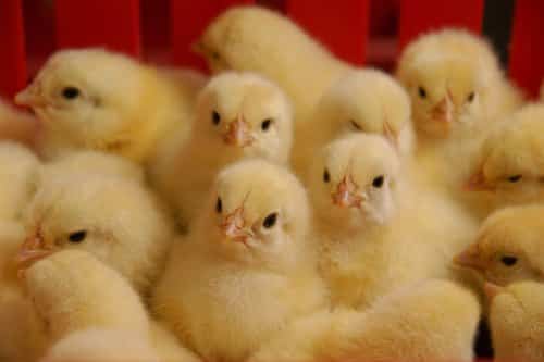 Day-Old-Broiler-Chicks