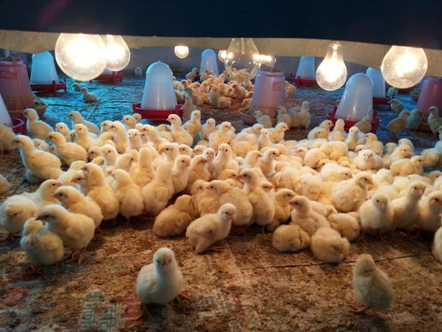 First day- Broiler Chicks in your shed