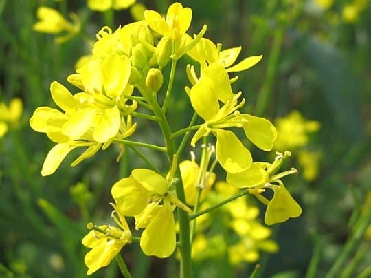 Mustard Flowering