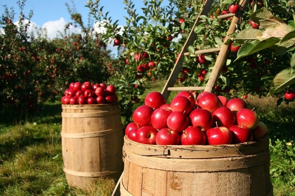 Harvesting of Apples.