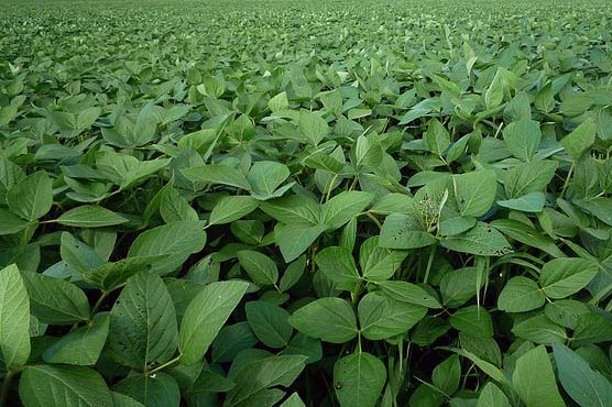 soybean farming