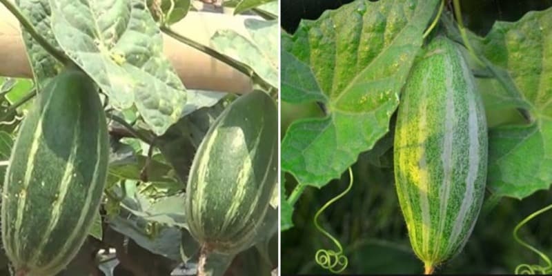 Growing Conditions of Pointed Gourd.
