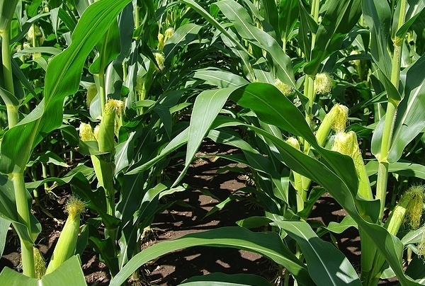 Baby Corn Farming
