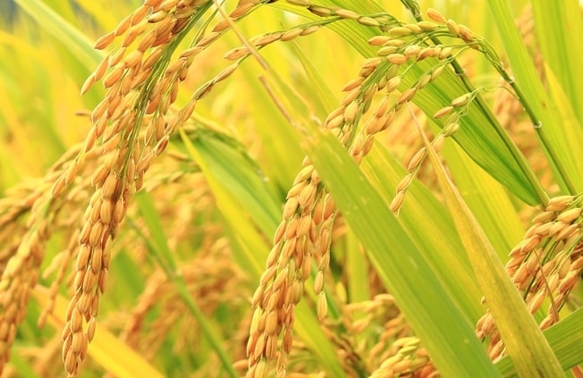 Basmati Rice Farming