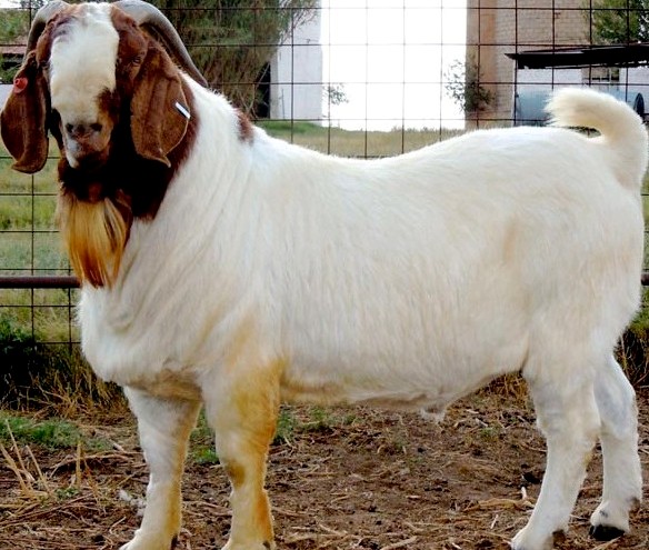 Boer Goat - Male