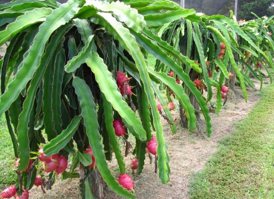 Dragon Fruit Cultivation