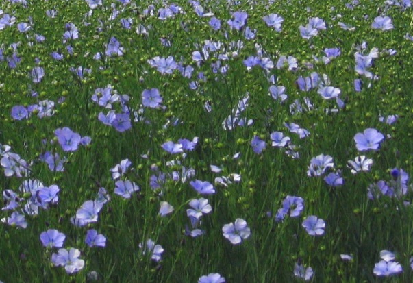 Flax Seed Cultivation