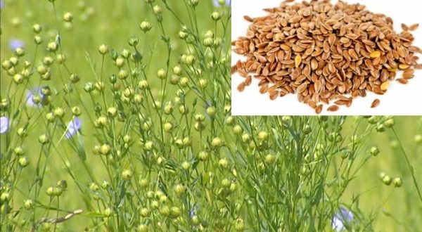 Growing Flax: choosing a variety