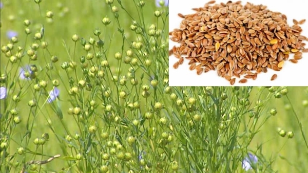 Flax Seed Cultivation Information Guide | Agri Farming