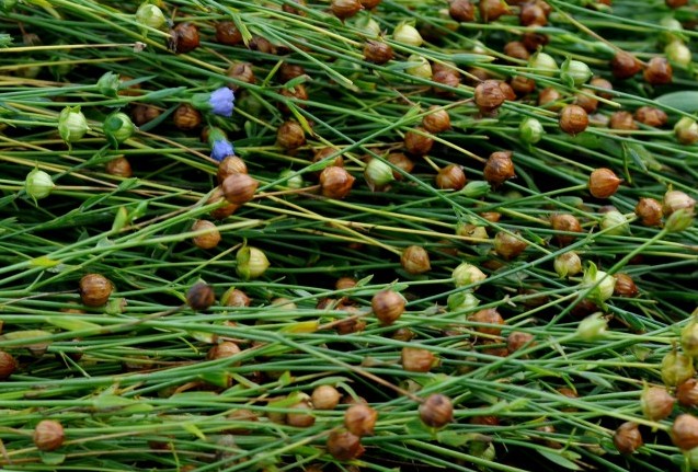 Harvested Flax Seed Crop