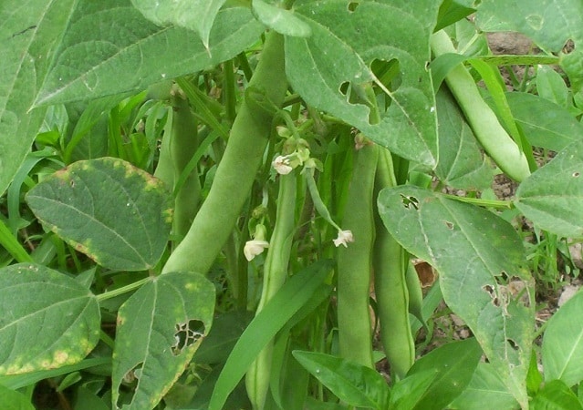 Kidney Beans Farming