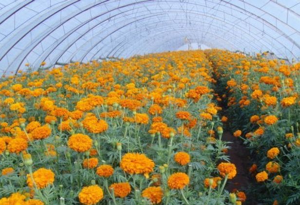 Marigold Cultivation in Polyhouse