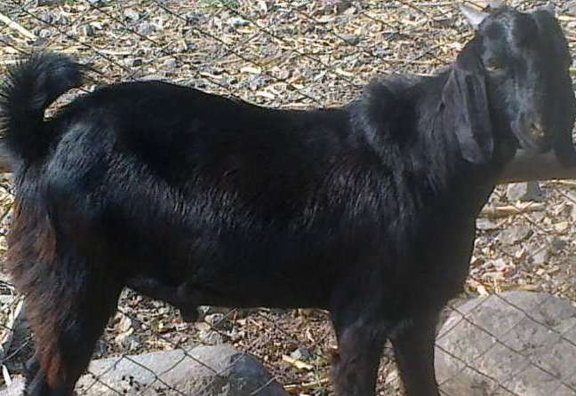 Osmanabadi Cross bred Goat -Male