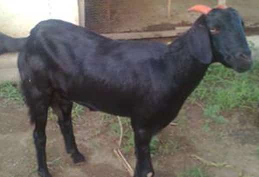 Osmanabadi Goat -Female