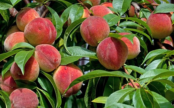 Peach Fruit Farming