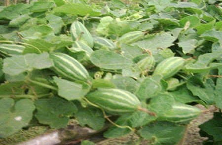 Pointed Gourd Cultivation - Parwal