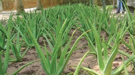 Profit in Aloe Vera Cultivation